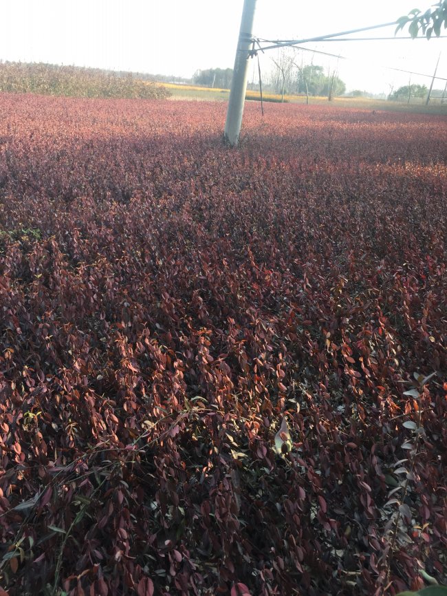 1583208701318371.jpg 扶芳藤 (2).jpg