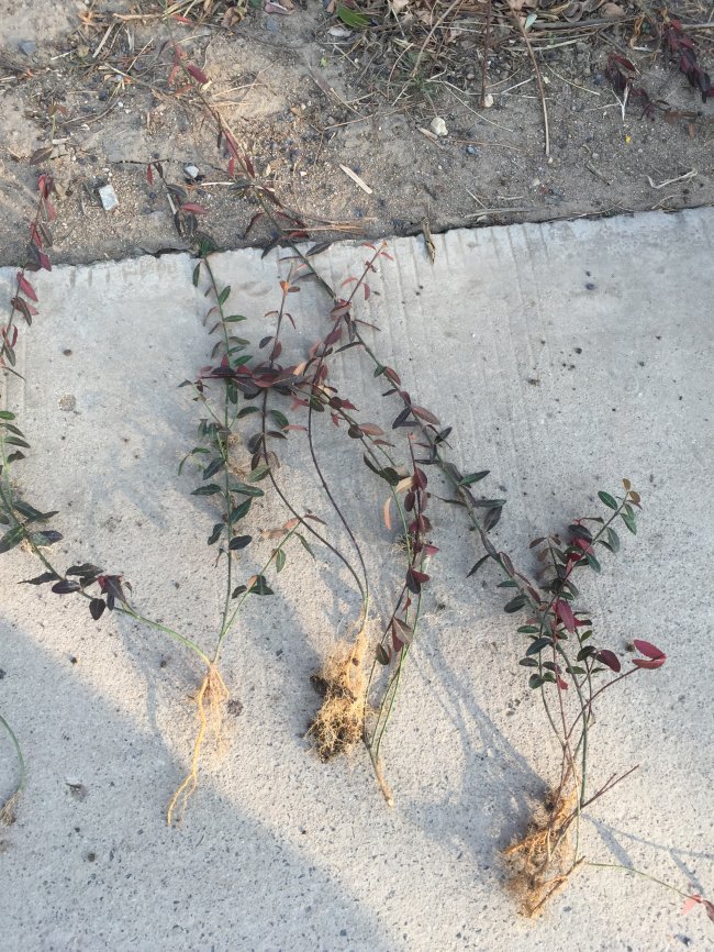 1583208717327077.jpg 扶芳藤 (3).jpg