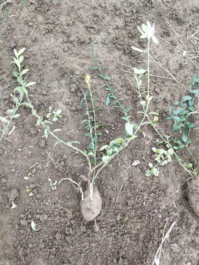 1583208731460041.jpg 扶芳藤 (5).jpg