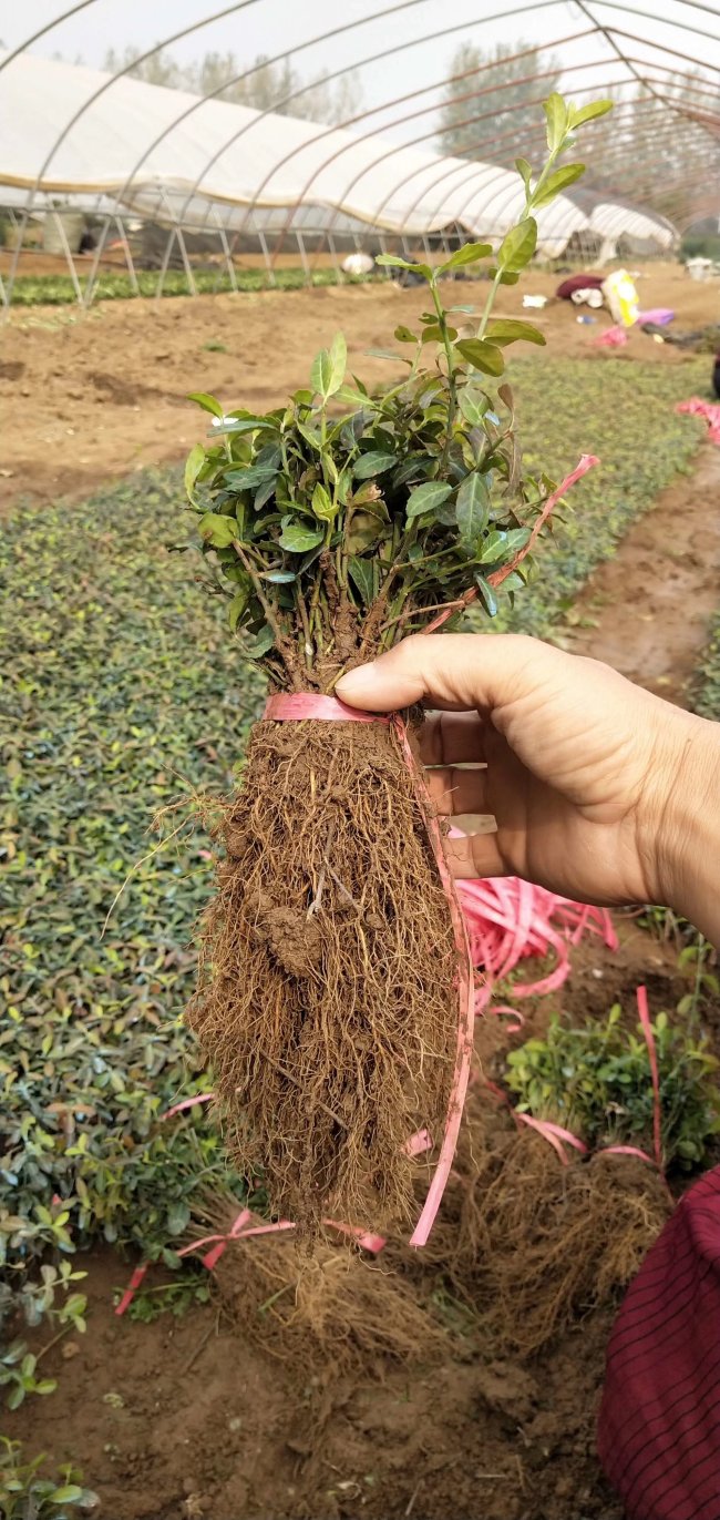 1583208752897205.jpg 扶芳藤 (7).jpg