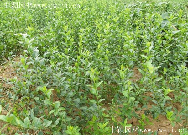 1583211493301225.jpg 扶芳藤7.jpg