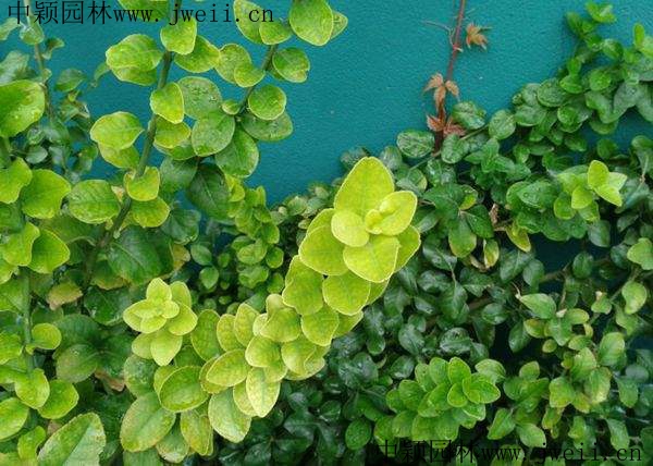 1583211520363572.jpg 扶芳藤10.jpg