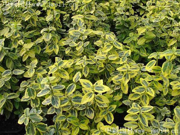 1583211536926203.jpg 扶芳藤2.jpg