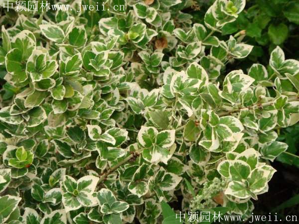 1583211541887663.jpg 扶芳藤3.jpg