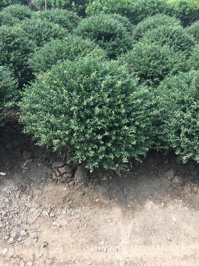 龜甲冬青 (2).jpg