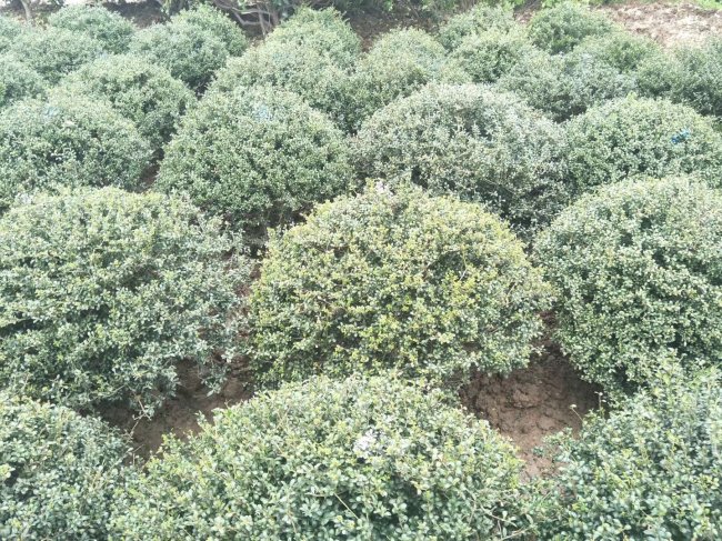 龜甲冬青 (3).jpg