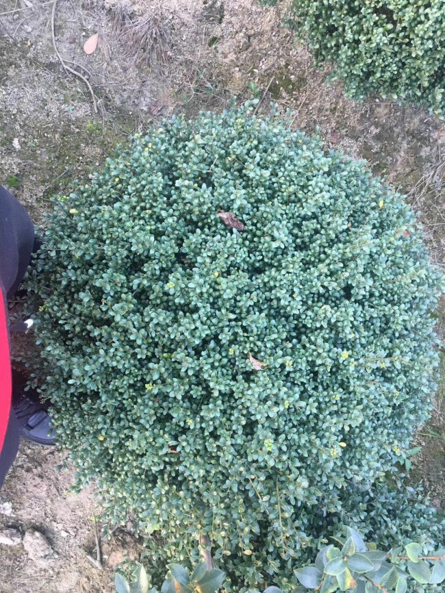 龜甲冬青 (14).jpg