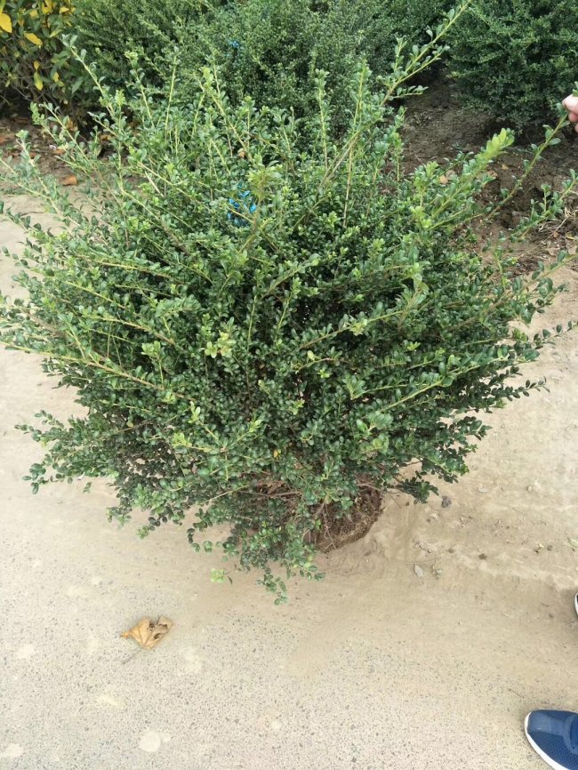 龜甲冬青 (16).jpg