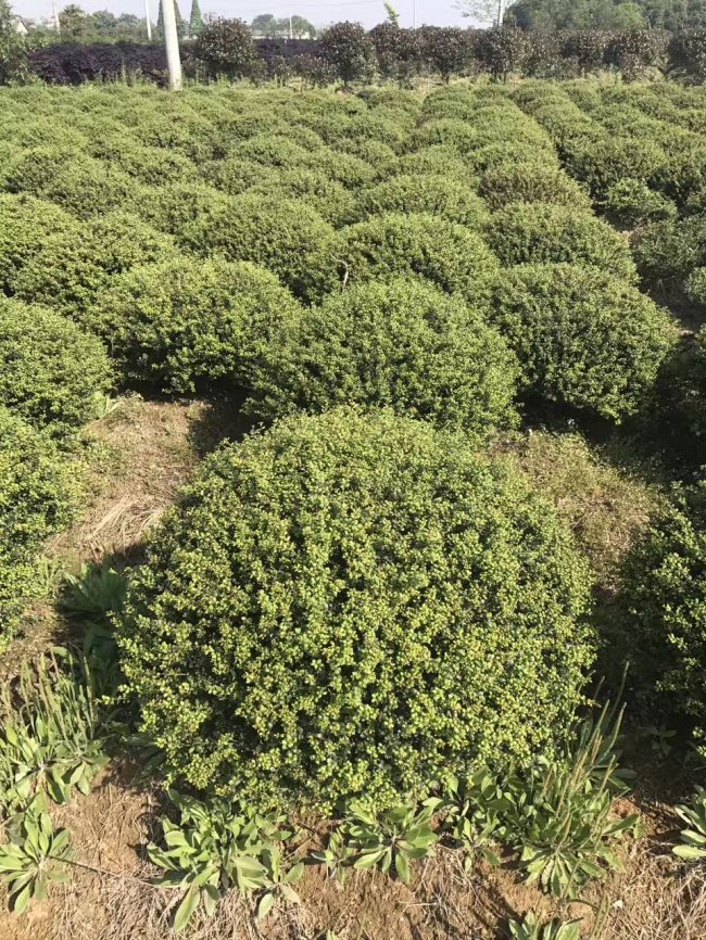 龜甲冬青 (19).jpg