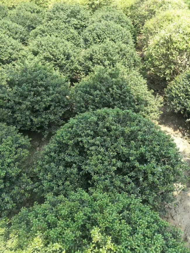 龜甲冬青 (21).jpg