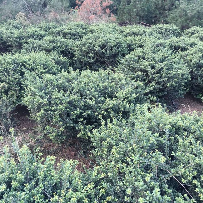 龜甲冬青 (25).jpg