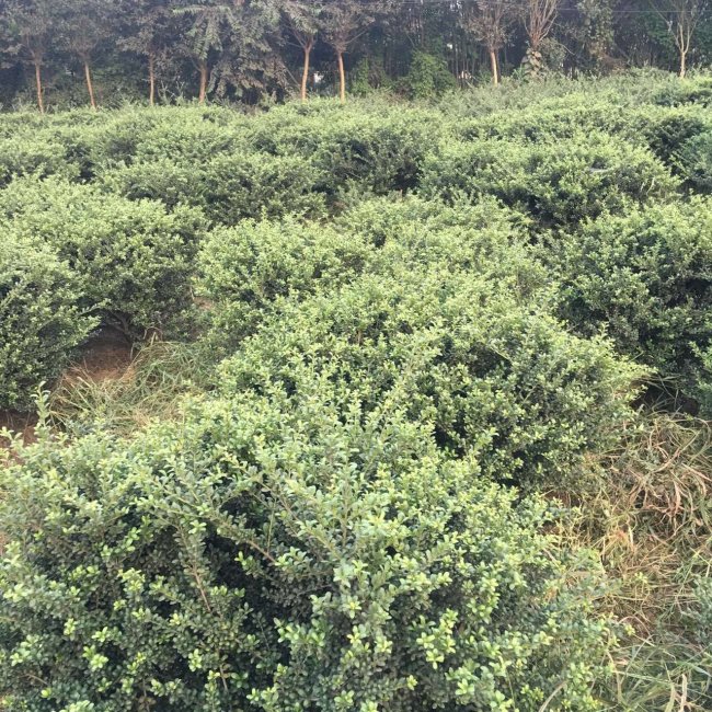 龜甲冬青 (26).jpg