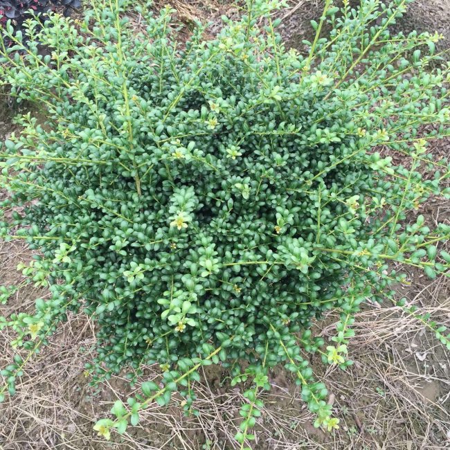 龜甲冬青 (27).jpg