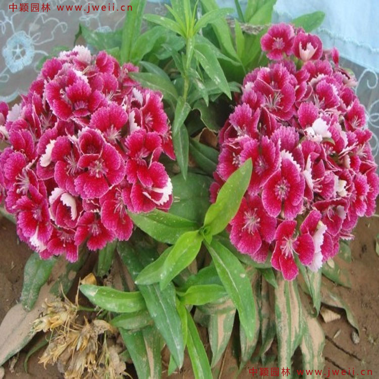 1583584670761635.jpg 7.jpg