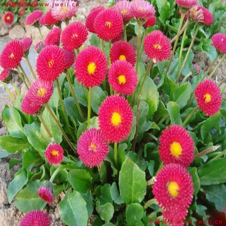 1583584681690329.jpg 7.jpg