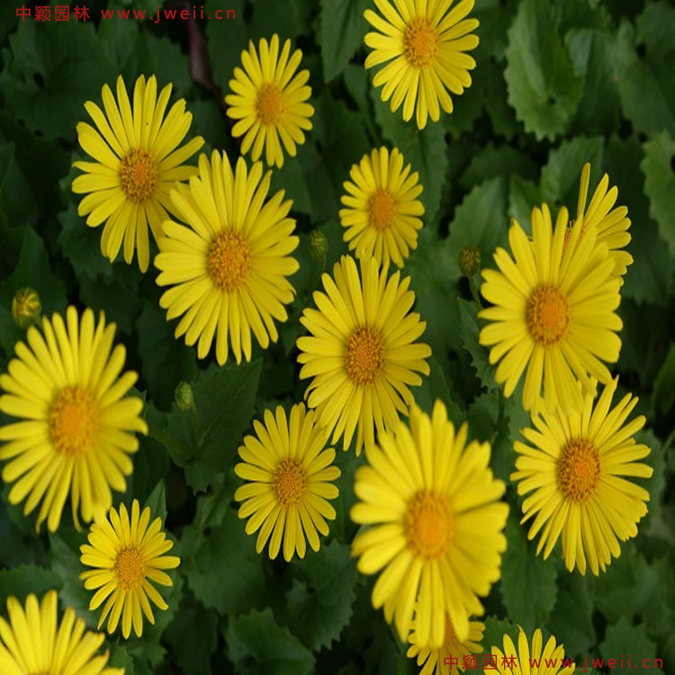 1583584699192715.jpg 6.jpg