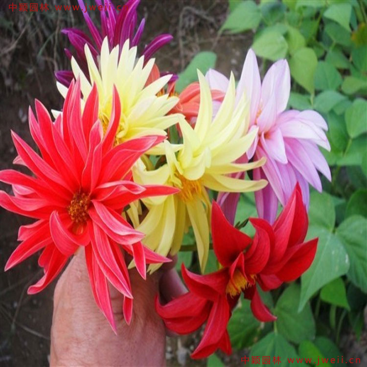 1583584752529938.jpg 7.jpg