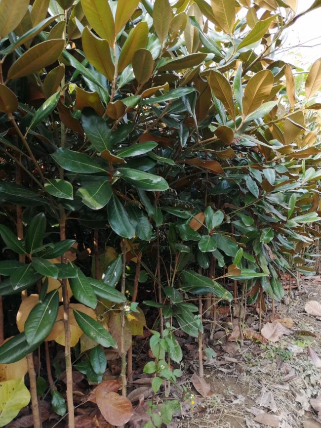 廣玉蘭 (10).jpg