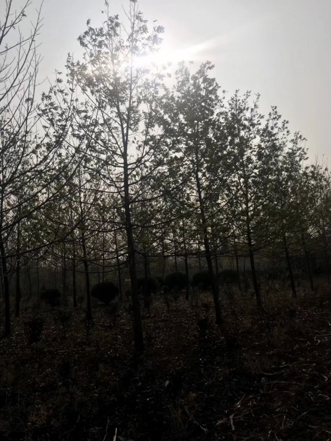 楓楊 (2).jpg