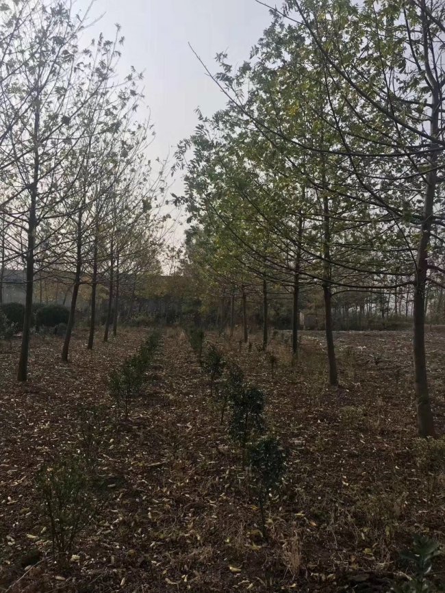 楓楊 (3).jpg