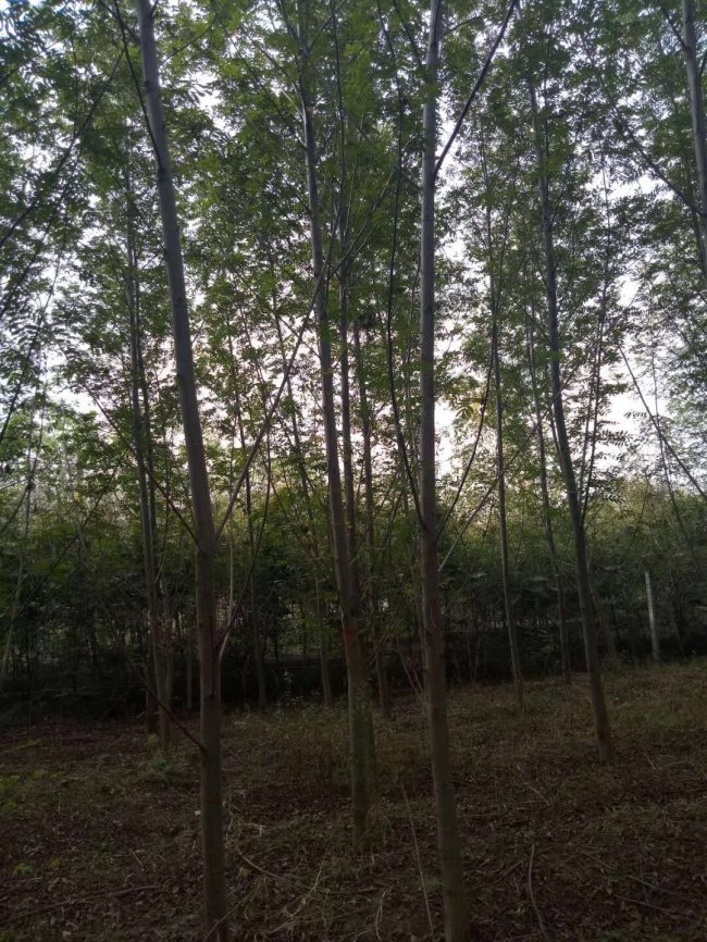 楓楊 (15).jpg