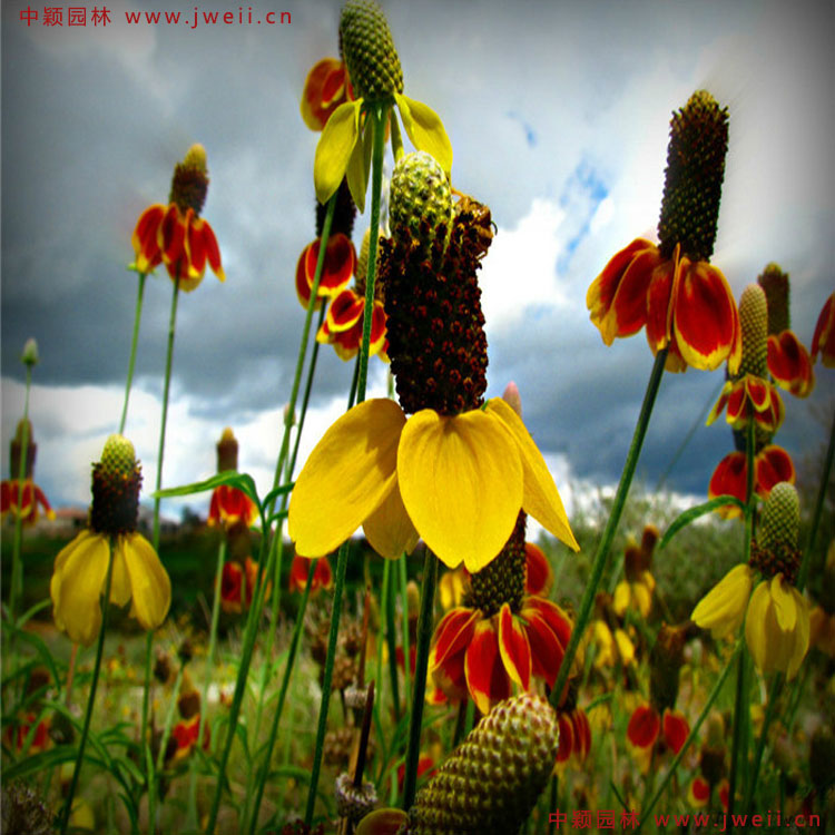 1583939233153251.jpg 6.jpg