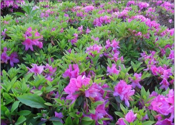 1583982965165044.jpg 春鵑1.jpg