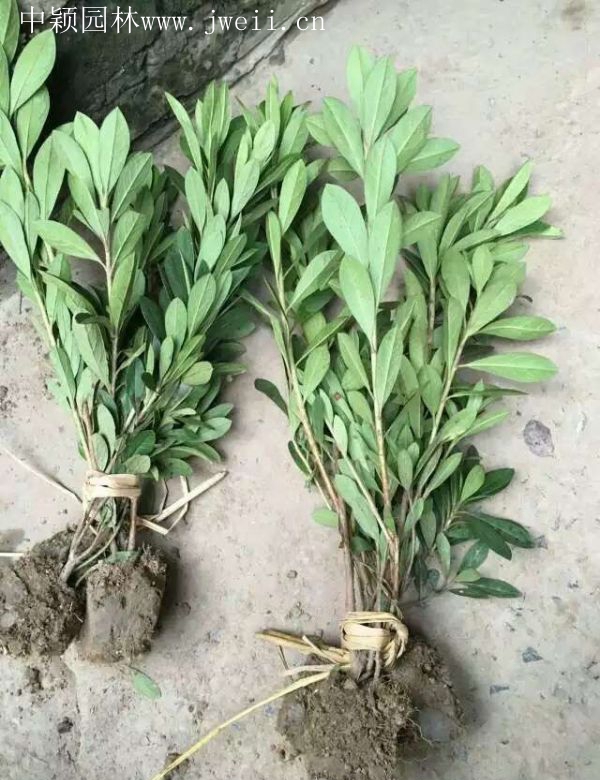 1583988388715659.jpg 春鵑14.jpg