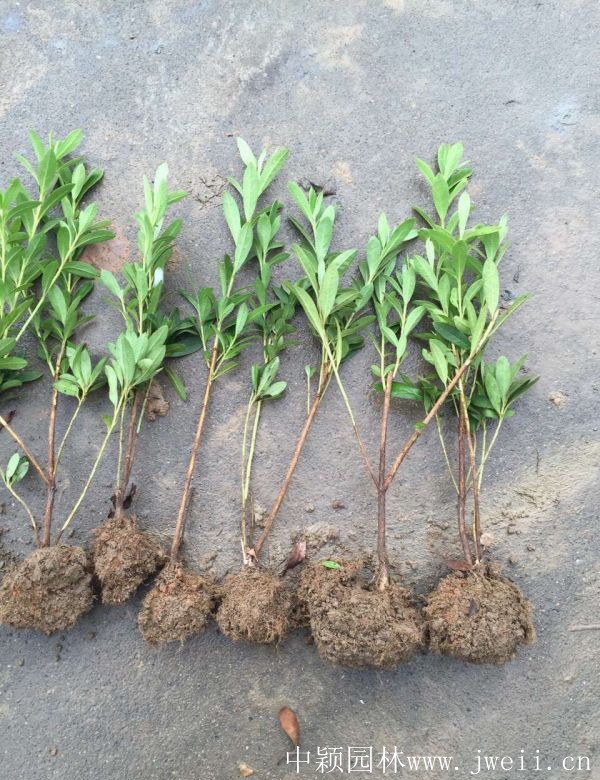 1583988396522732.jpg 春鵑15.jpg