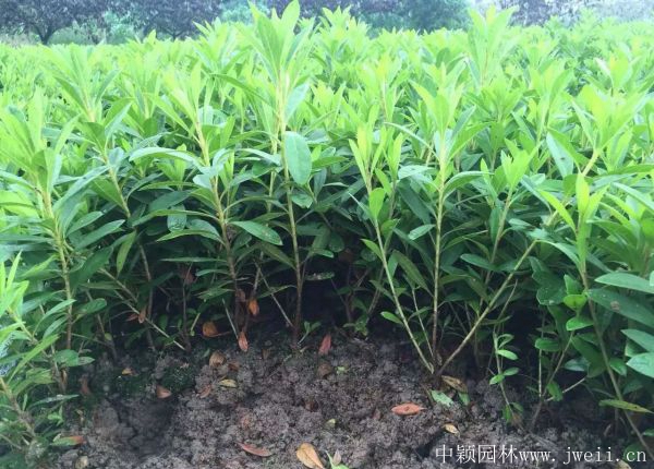 1583988413848564.jpg 春鵑17.jpg