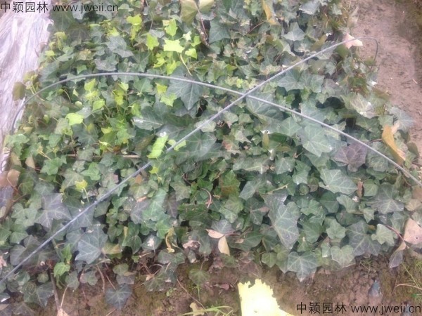 1583991145854408.jpg 常春藤-(3).jpg