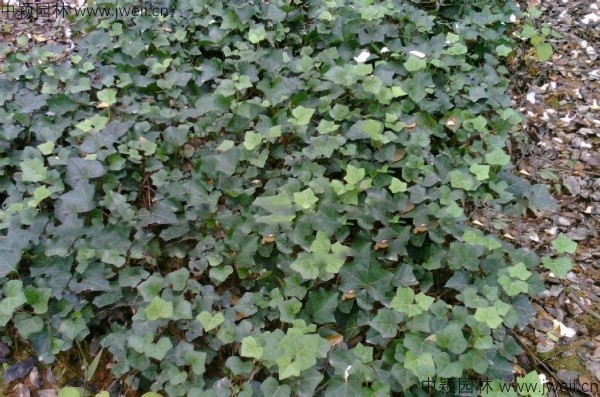 1583991151398099.jpg 常春藤-(4).jpg