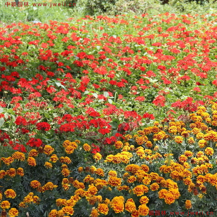 景觀花海工程-沭陽縣