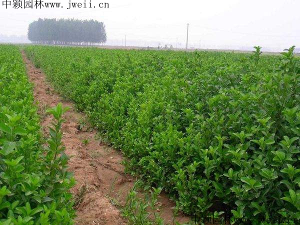 1584597116122503.jpg 冬青2.jpg