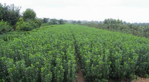 1584597123106441.jpg 冬青3.jpg