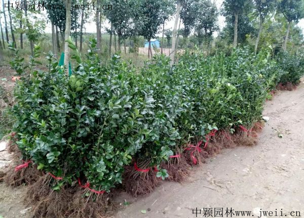 1584597135128022.jpg 冬青4.jpg