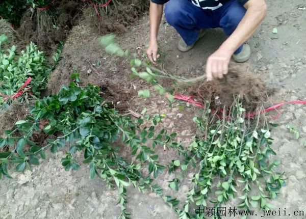 1584597140124057.jpg 冬青5.jpg