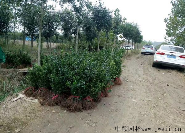 1584597151709712.jpg 冬青6.jpg