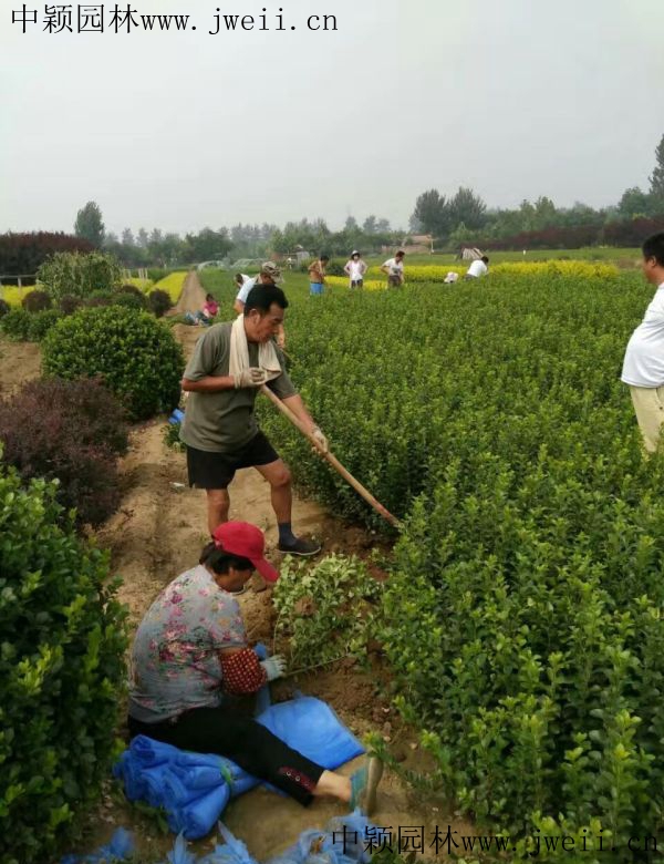 1584597157189845.jpg 冬青7.jpg