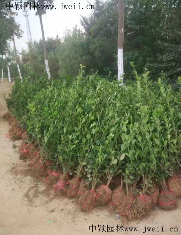 1584597162884790.jpg 冬青8.jpg