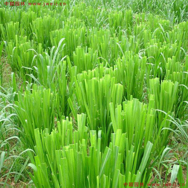 1585030861118763.jpg 3.jpg