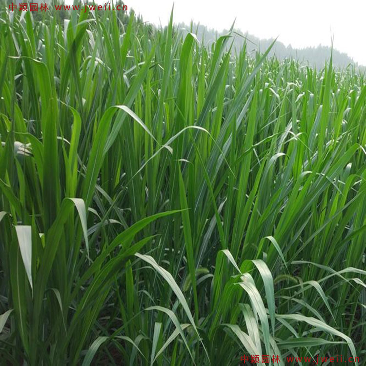 1585030878140285.jpg 5.jpg