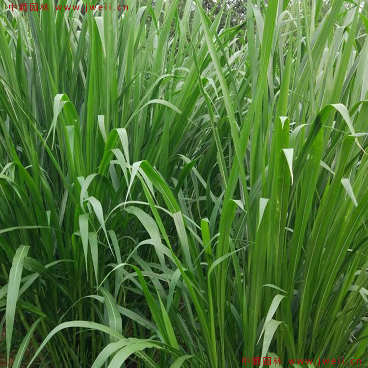 1585030884635245.jpg 8.jpg