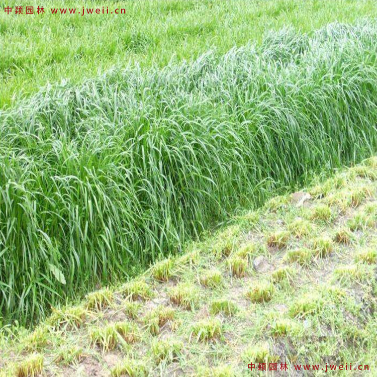 1585043425870384.jpg 8.jpg