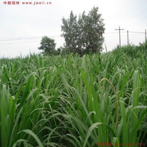 甜象草和皇竹草哪個好？