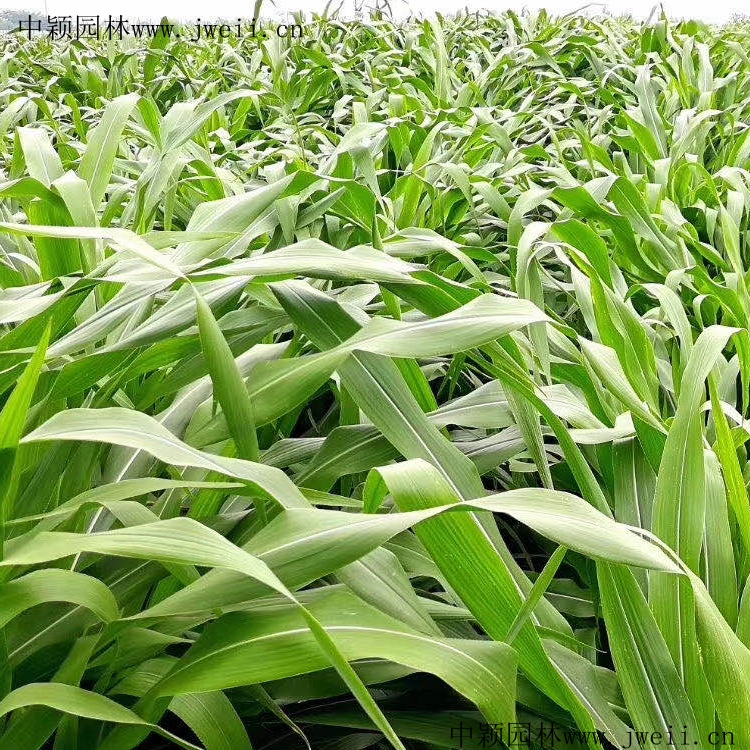 1585280507577017.jpg 玉米草1.jpg