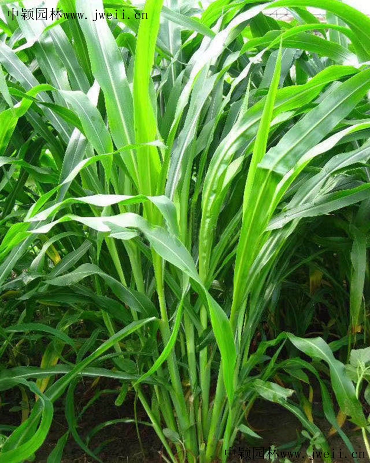 1585280513500065.jpg 玉米草3.jpg