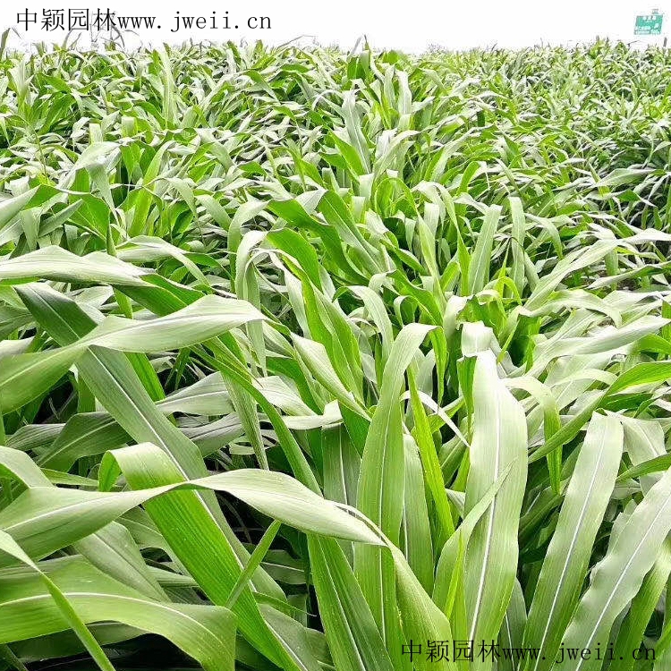 1585280868762525.jpg 玉米草1_副本.jpg