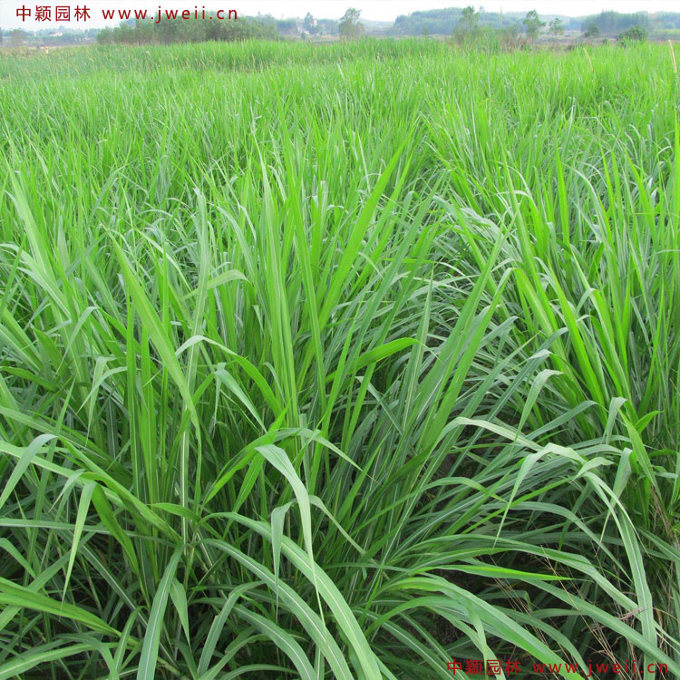 1585284890118354.jpg 7.jpg