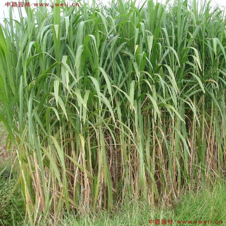 1585284894551617.jpg 1.jpg